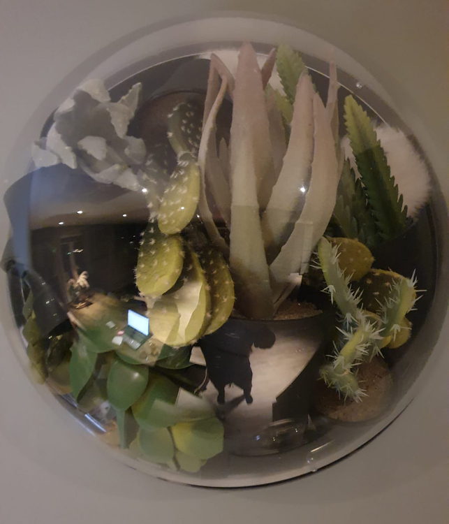 Halve bol met planten